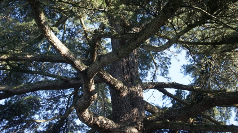 Arbre et connexion avec la nature en séjour jeûne et randonnée